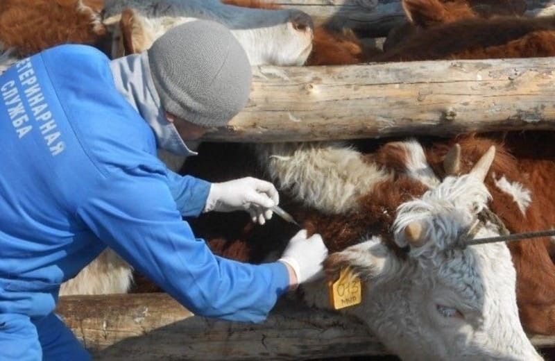 Фото новости "В Алтайском районе вводят особый режим из-за вспышки узелкового дерматита в Иркутской области "